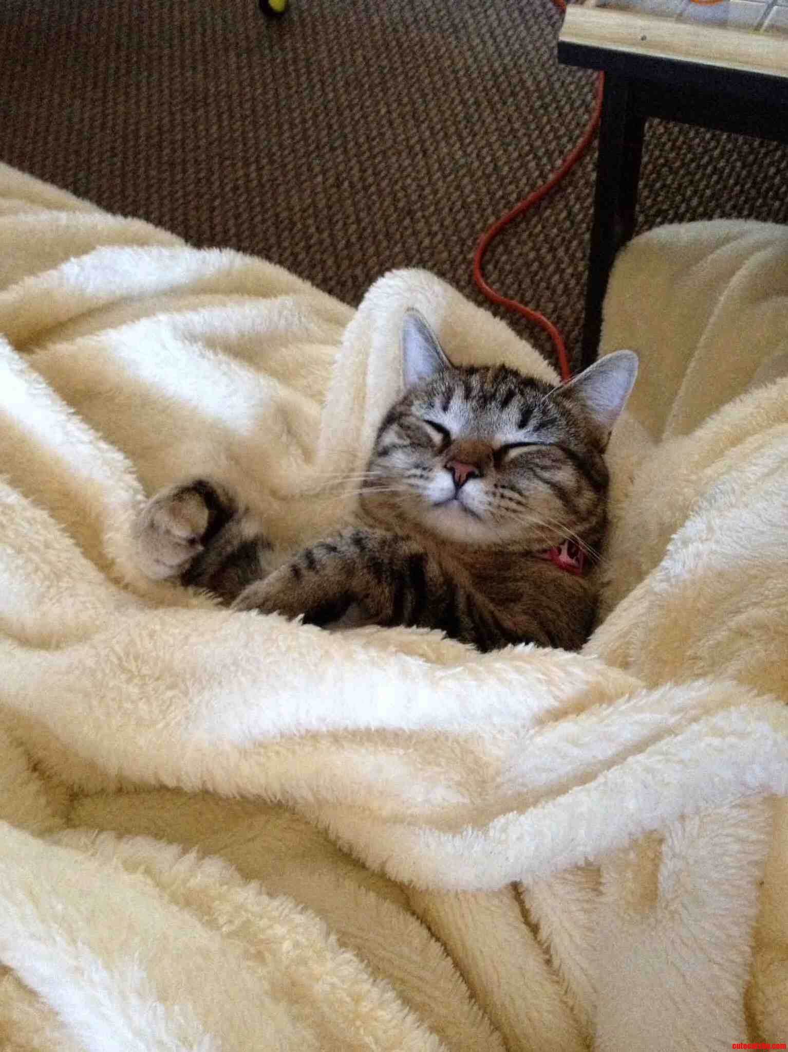 Must Be a Rough Life Being a Cat...