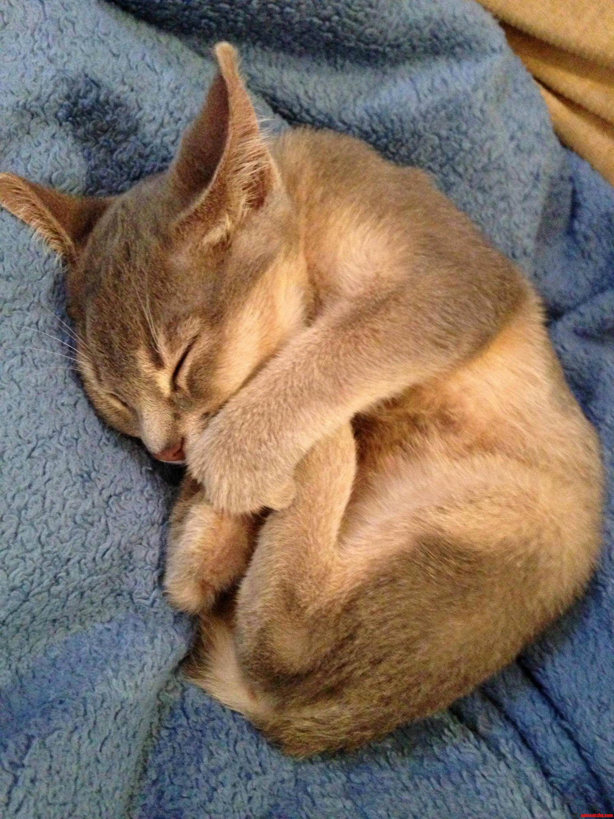 My Baby Exotic Kitten