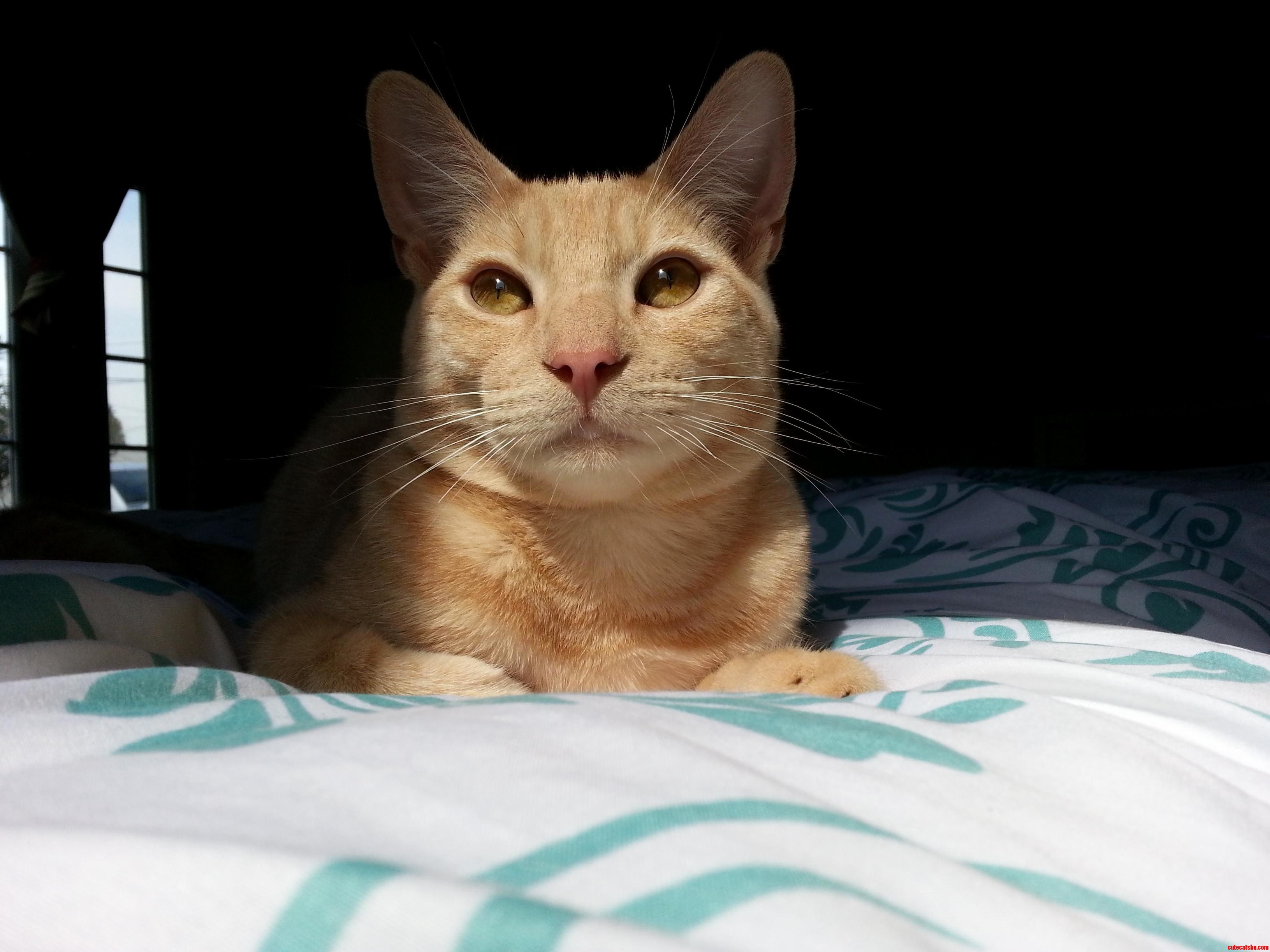 My Beau Ginger.