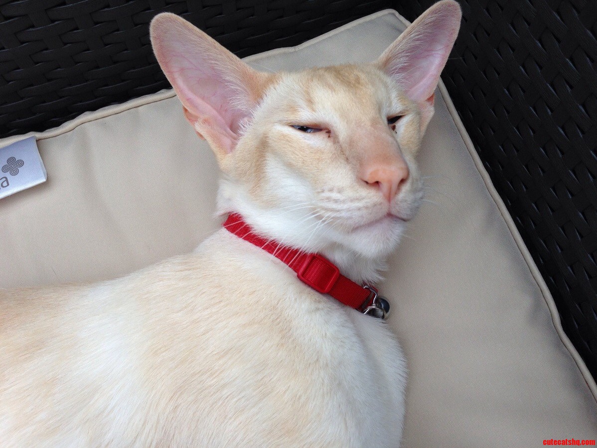 My Beautiful Boy Dobby.