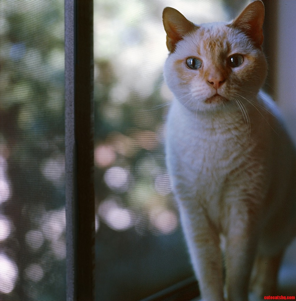 My Best Bud Alan Is One Handsome Kitty