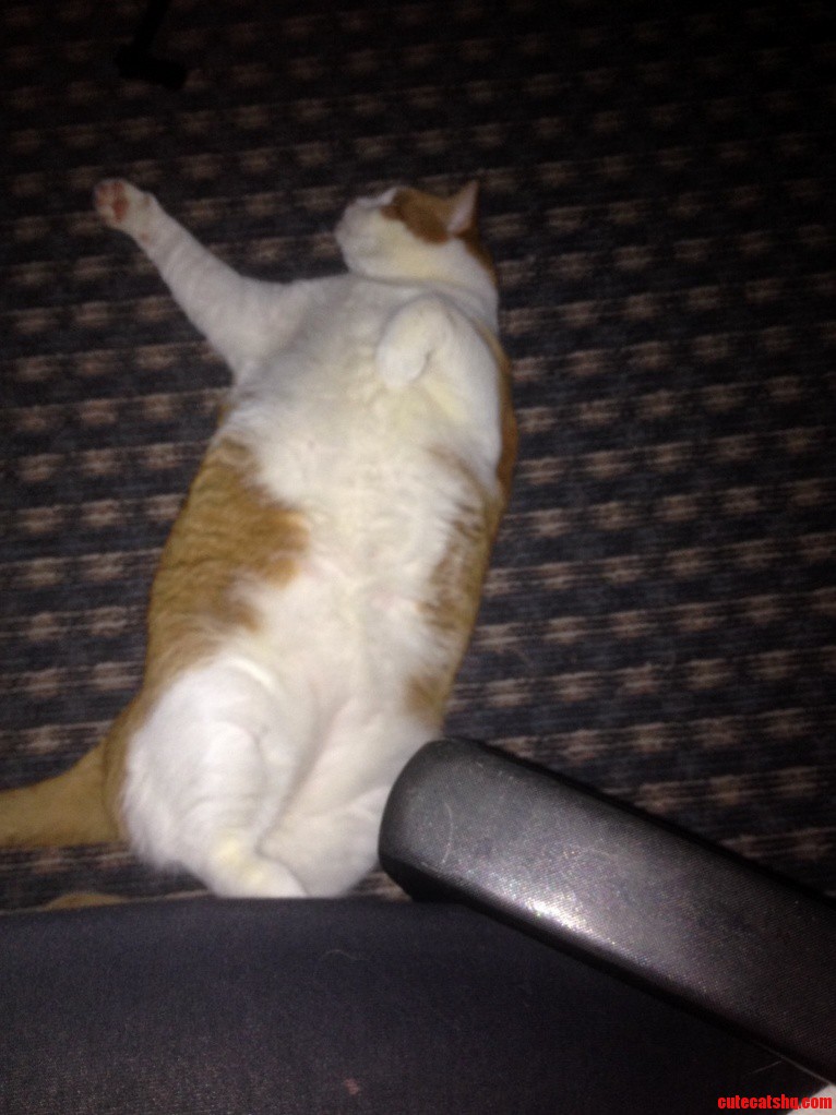 My Bfs Parents Cat Is the Size of a Small Dog. Meet Chip. He Is the Devil...