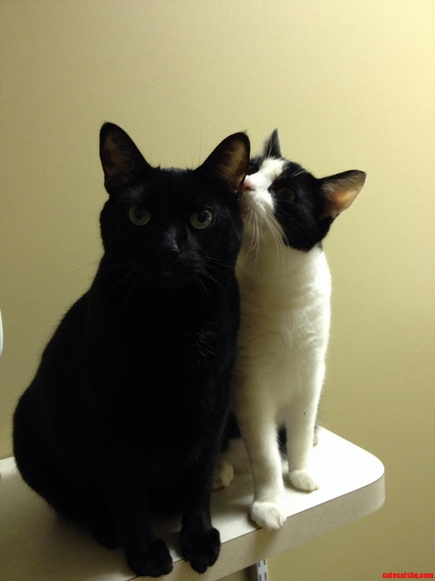 My Boys