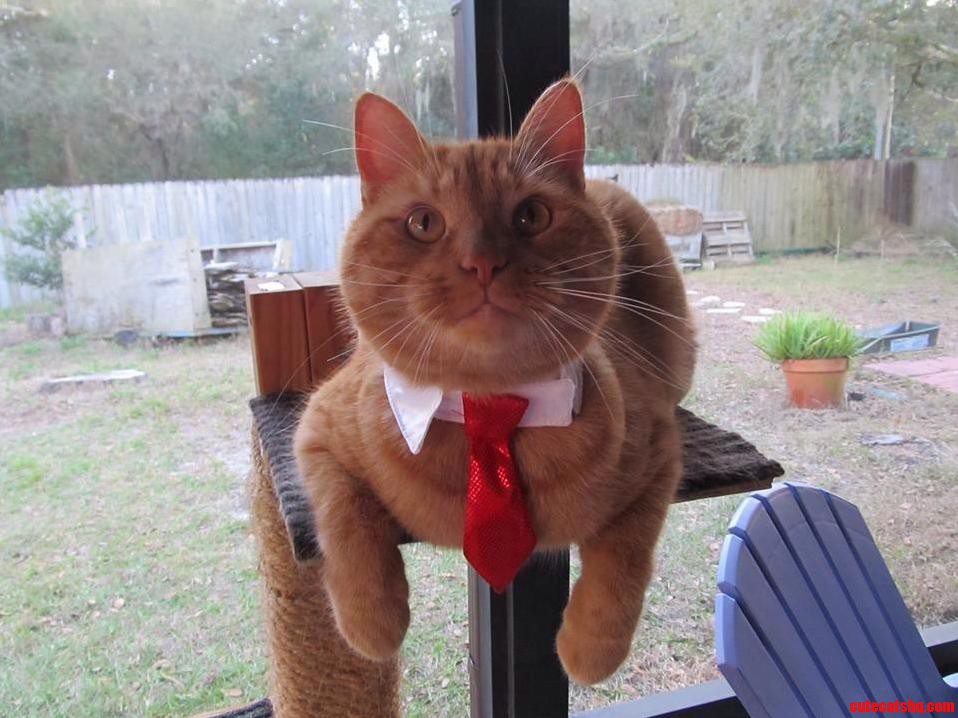 My Brothers Executive Cat