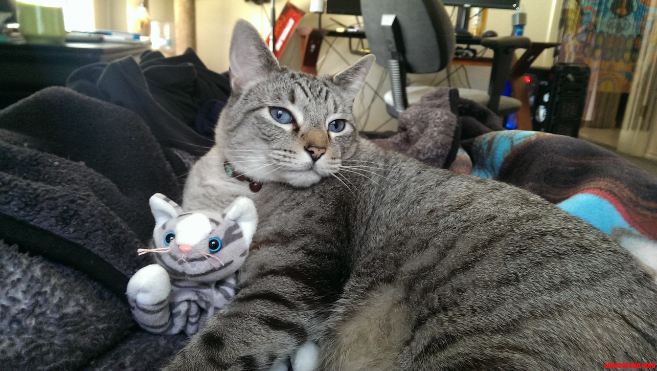 My Cat and His Cat.