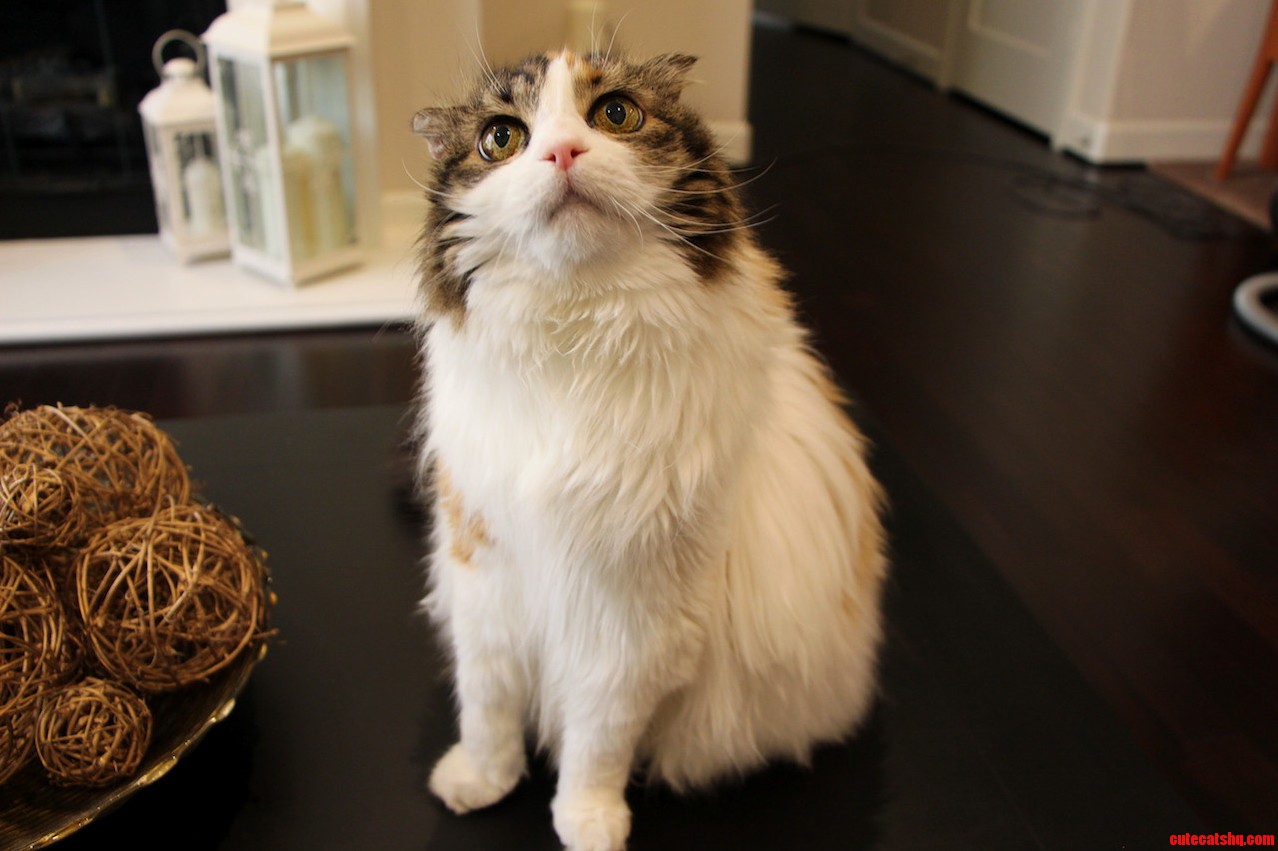 My Cat Buttercup Not a Scottish Fold