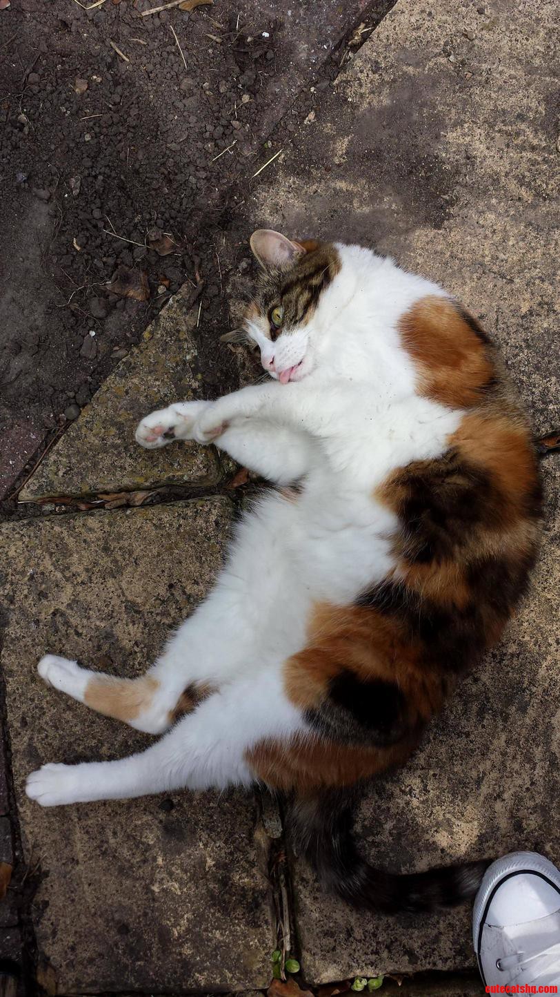 My Cat Daisy Being a Derp