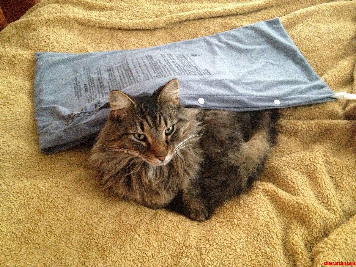 My Cat Found My Moms Heating Pad.