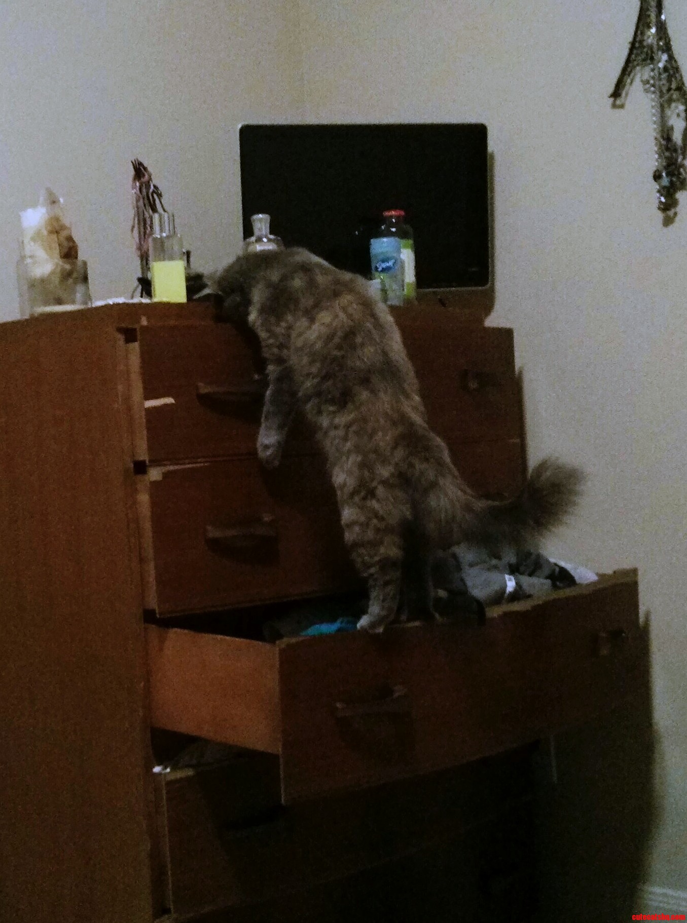 My Cat Has Some Rough Days..