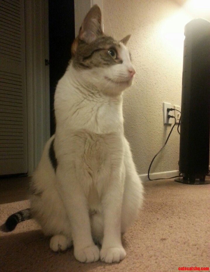 My Cat Honey Looking Majestic