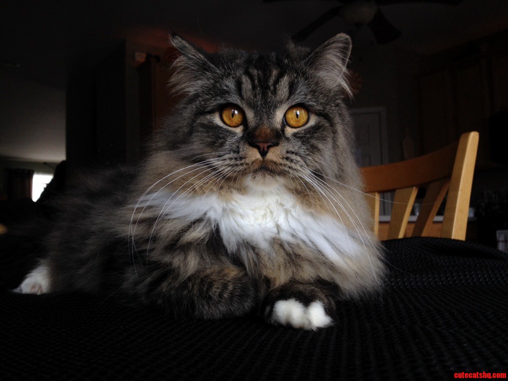 My Cat Is a Model