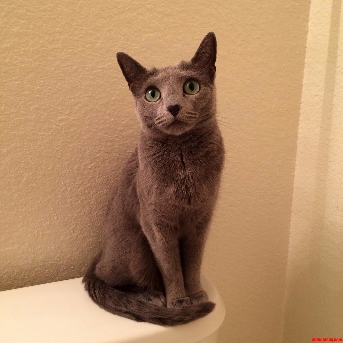My Cat Is Thinking Please Dont Let Him Die in the Shower I Ll Miss Him
