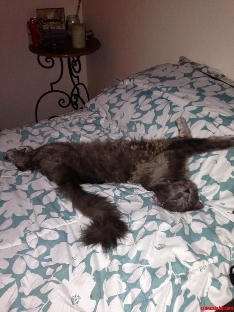 My Cat Looks Like Road Kill When She Sleeps..