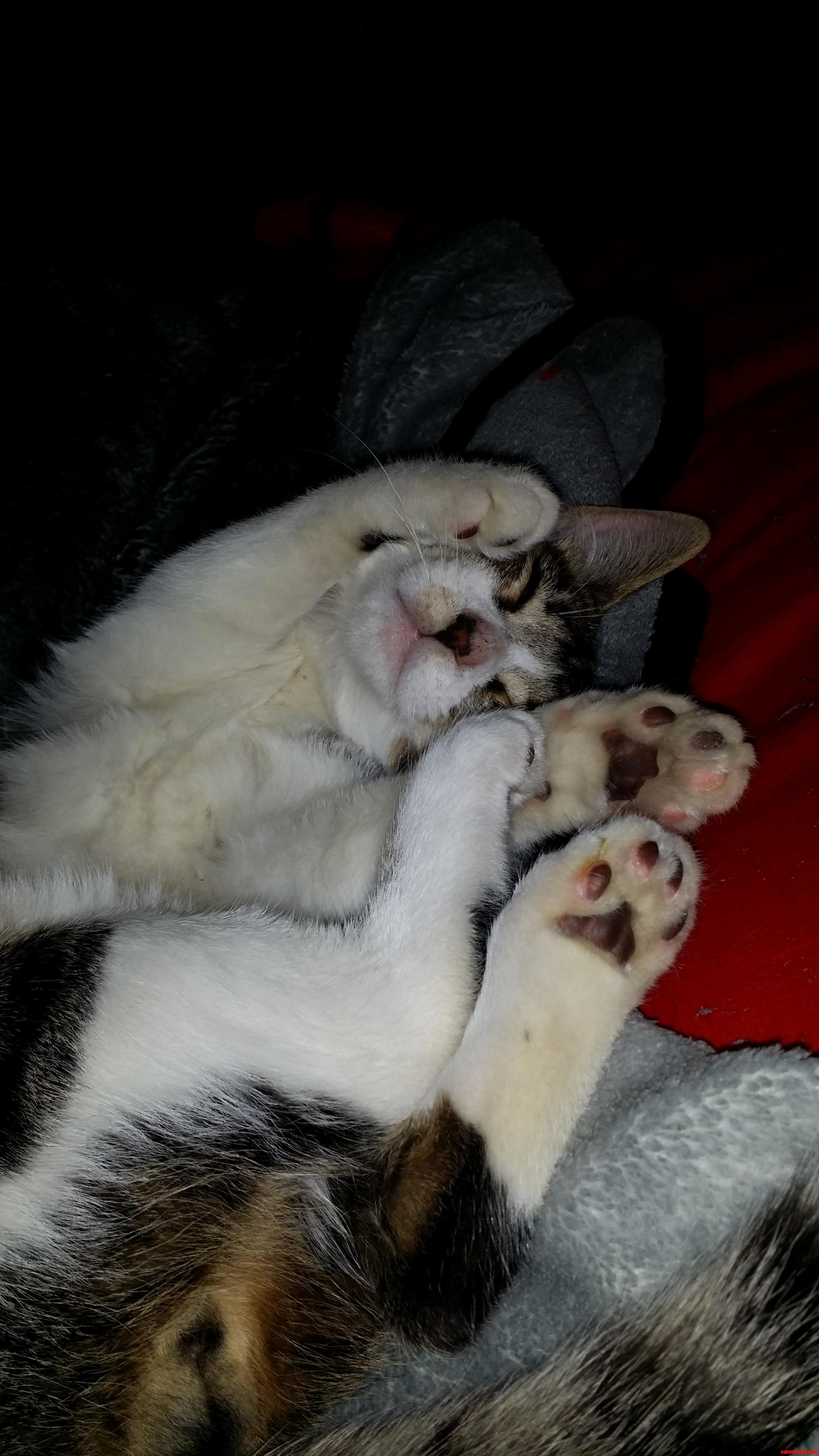 My Cat Mario