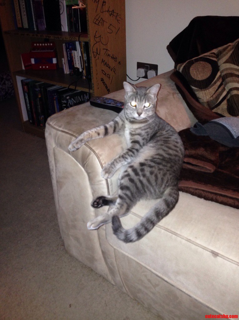 My Cat Mila
