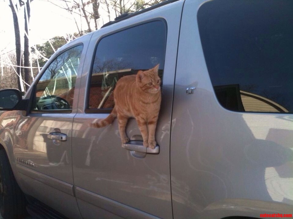 My Cat Sits in Unusual Places