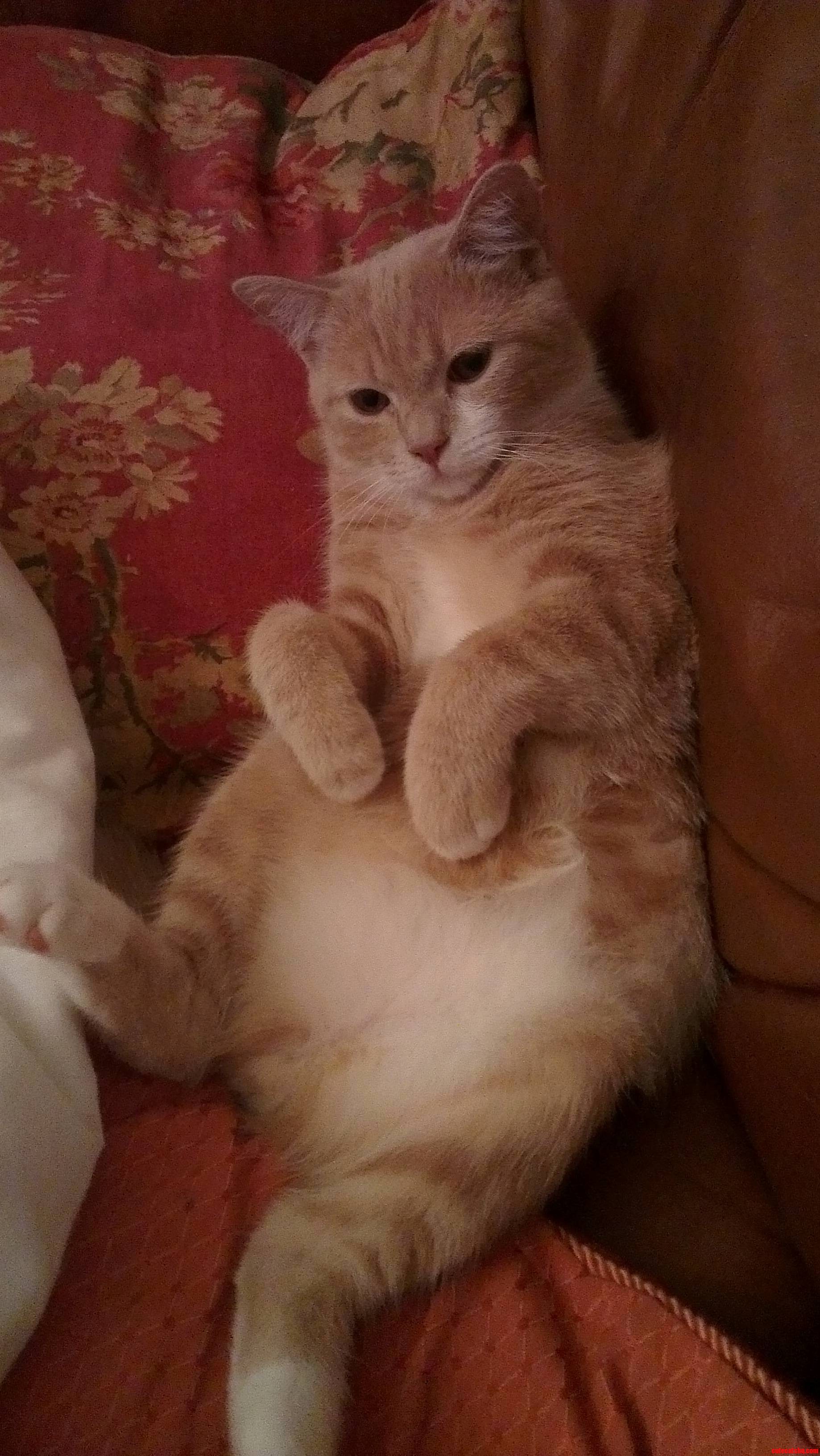 My Cat Sits Like a Human