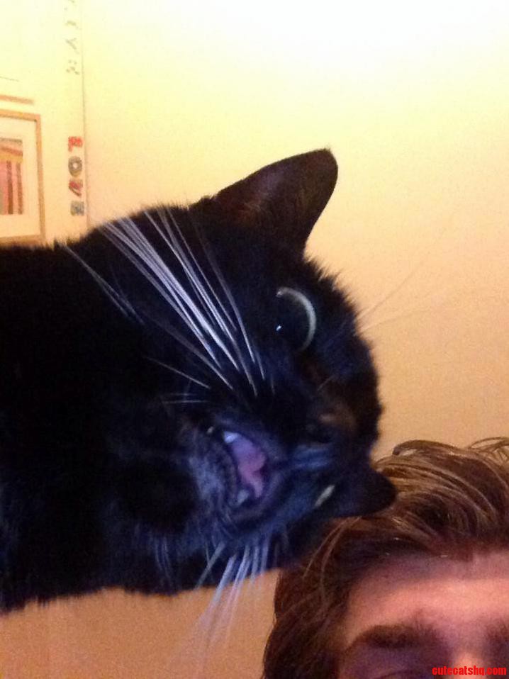 My Cat Tried to Get in a Selfie...