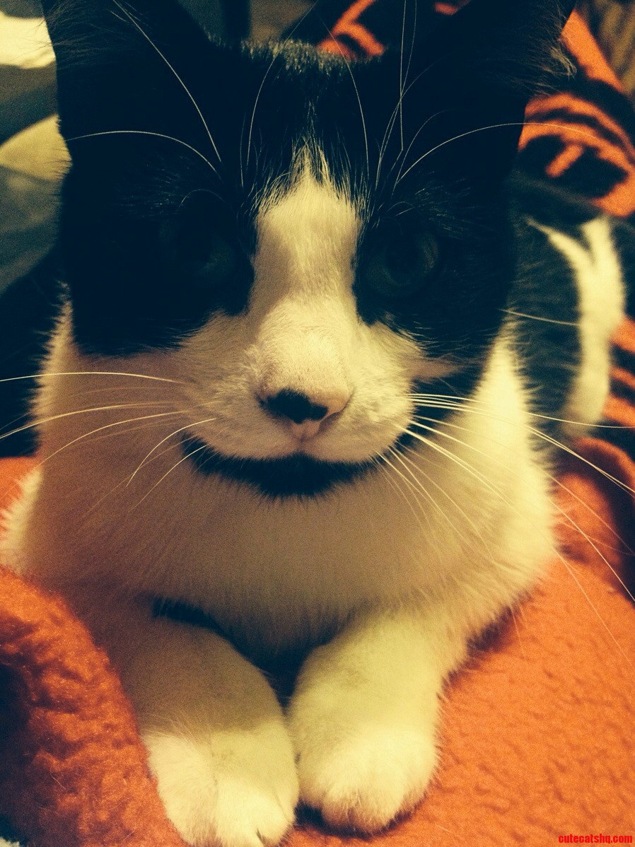 My Cat.