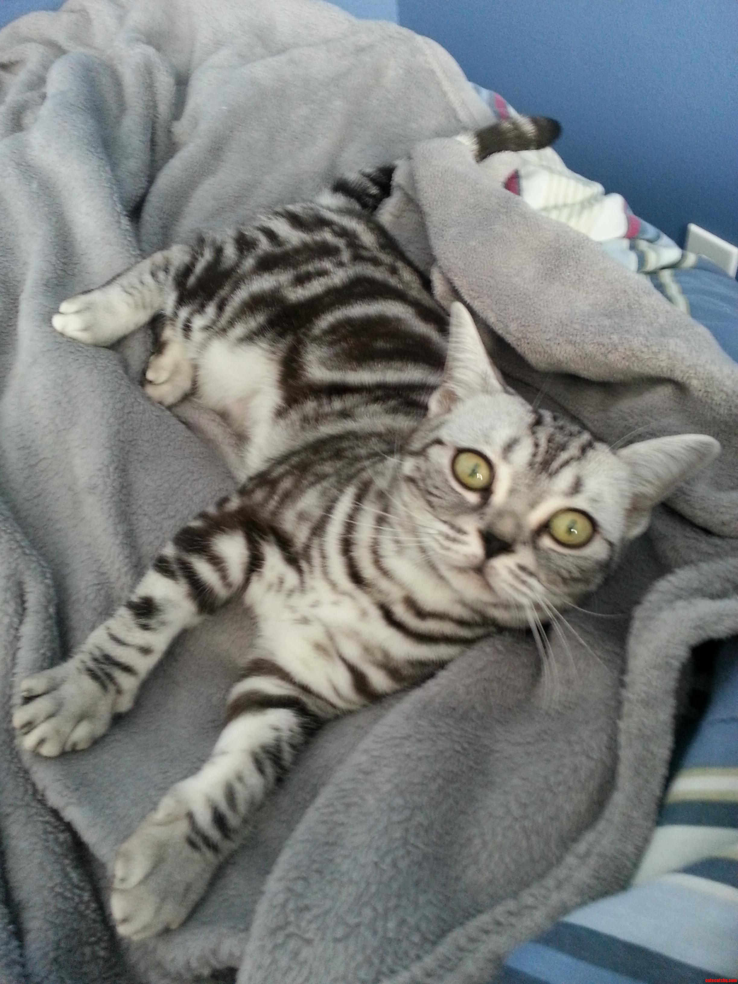 My Cats Better Than Yours.