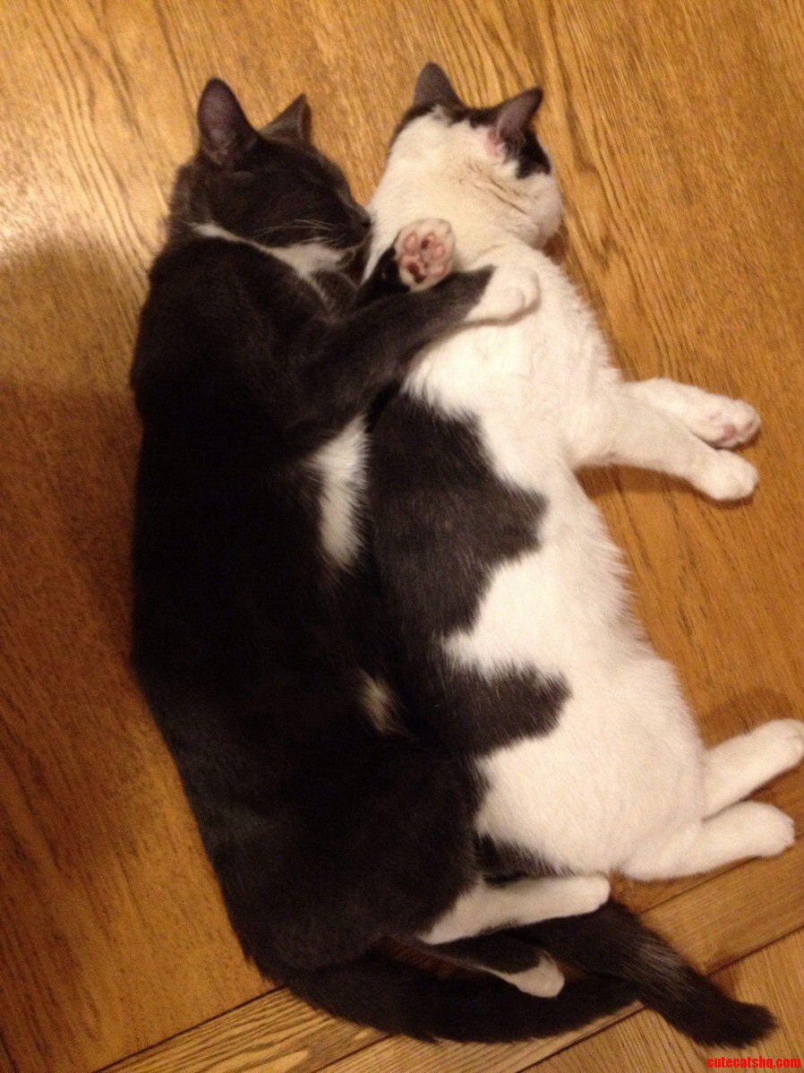 My Cats Love to Spoon.
