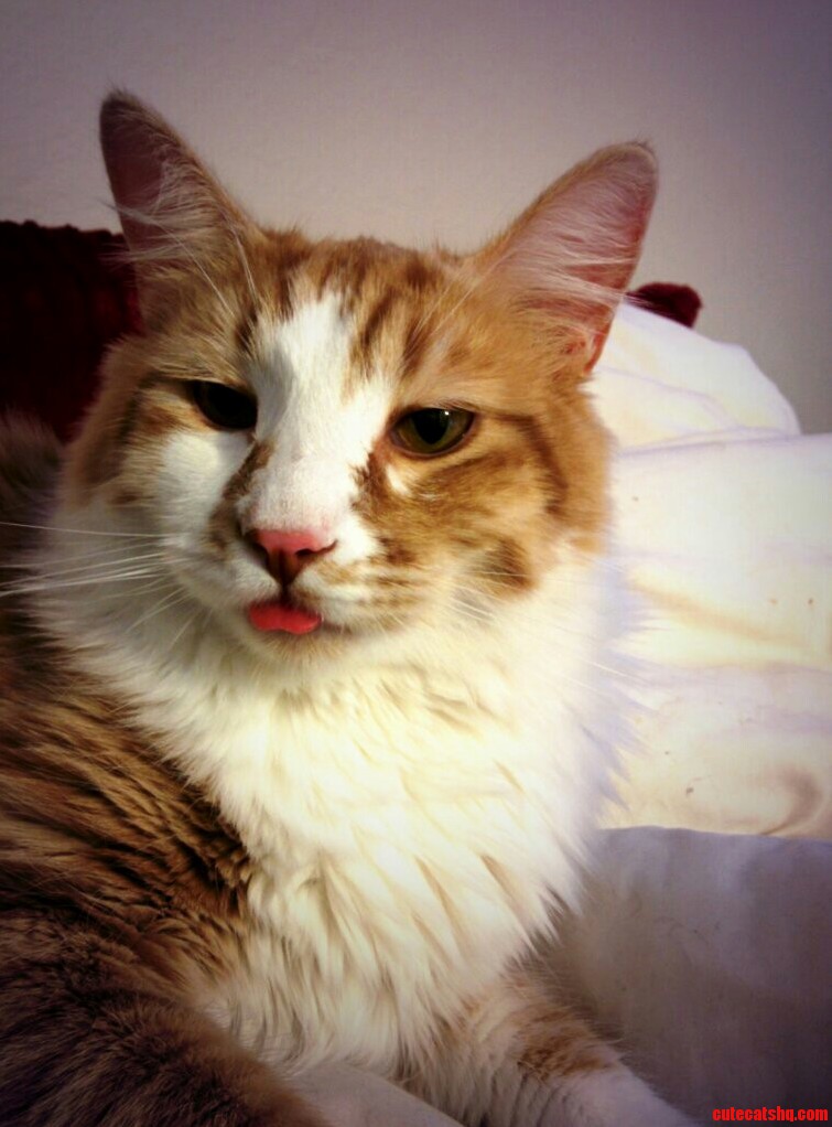 My Derpy Tuna Cat