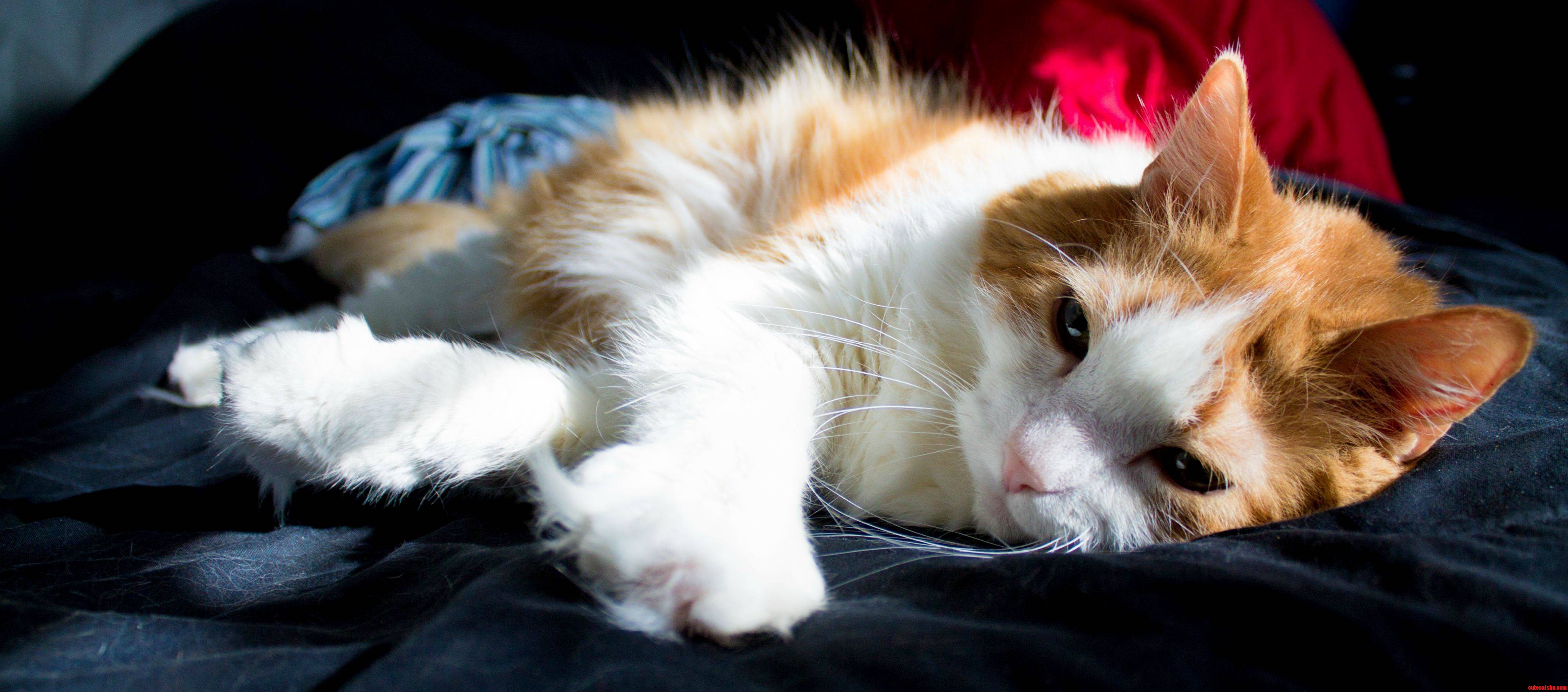 My Every Morning Companion Gizmo