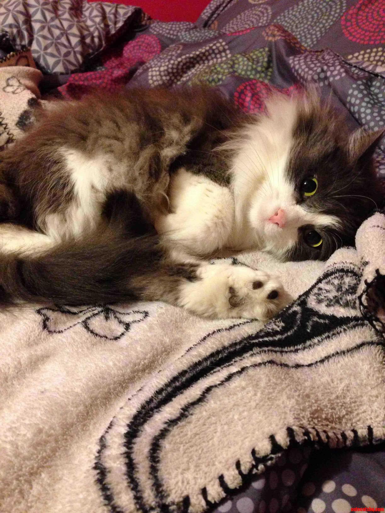 My Family Is Cat Sitting While My Grandma Moves This Is Miss Kitty
