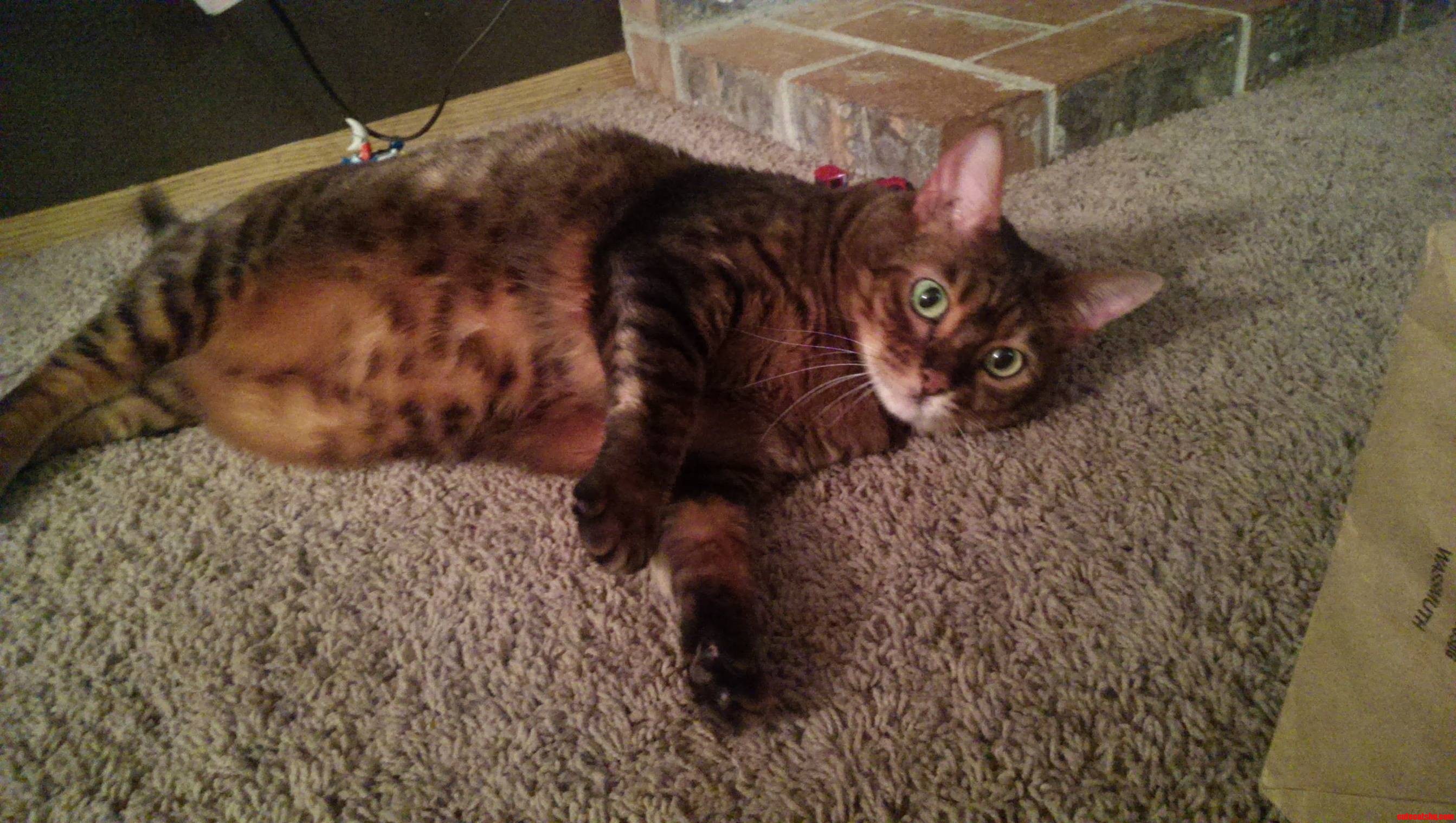 My Fat Bengal