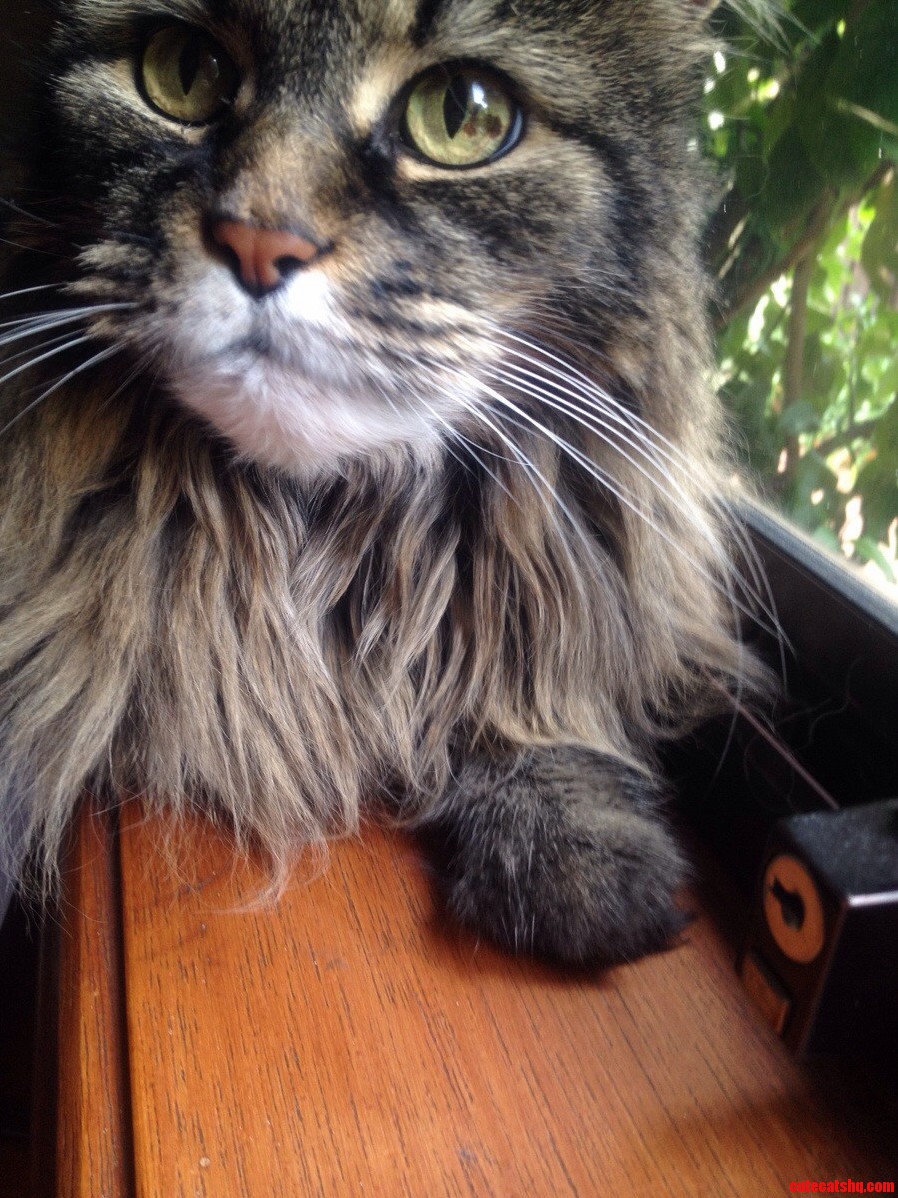 My Favourite Kitty