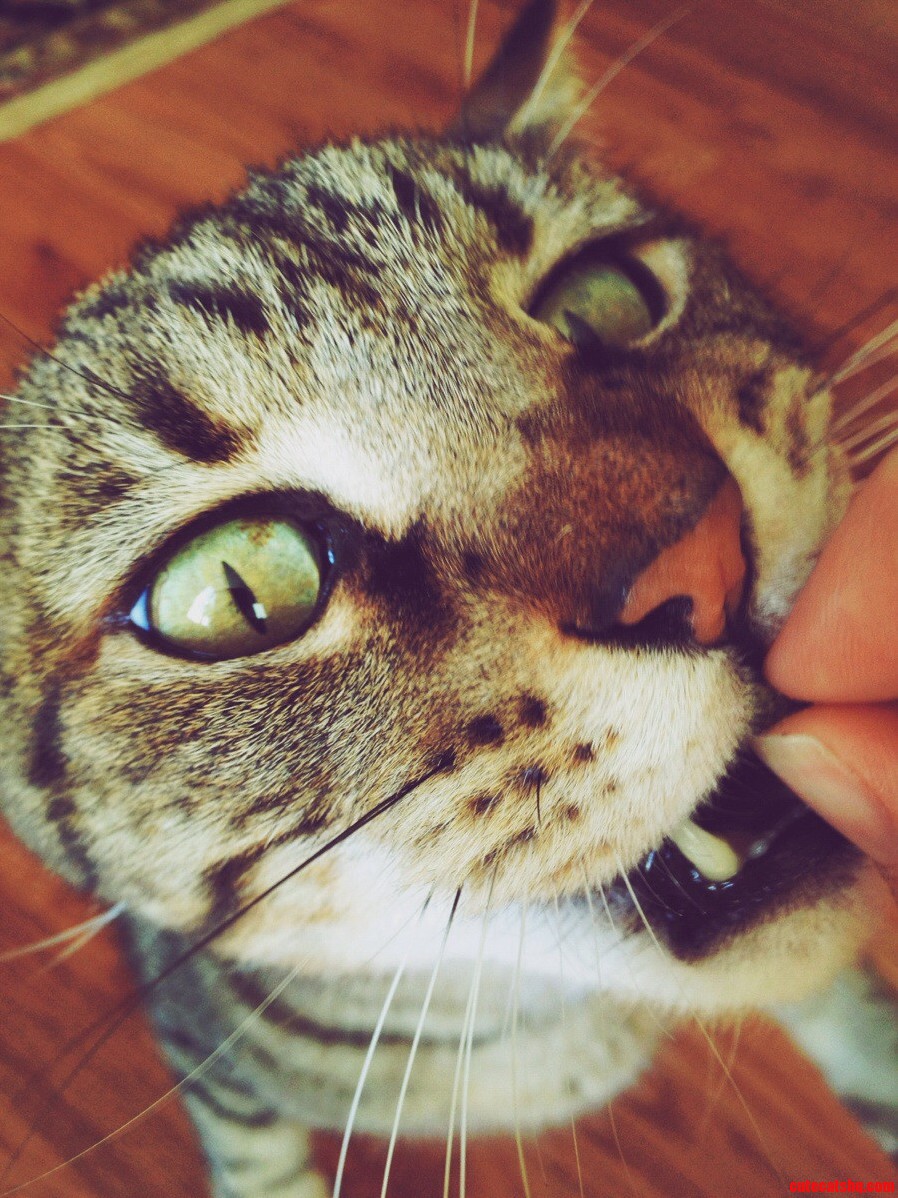 My Feline Boyfriend Edward Scissorhands.