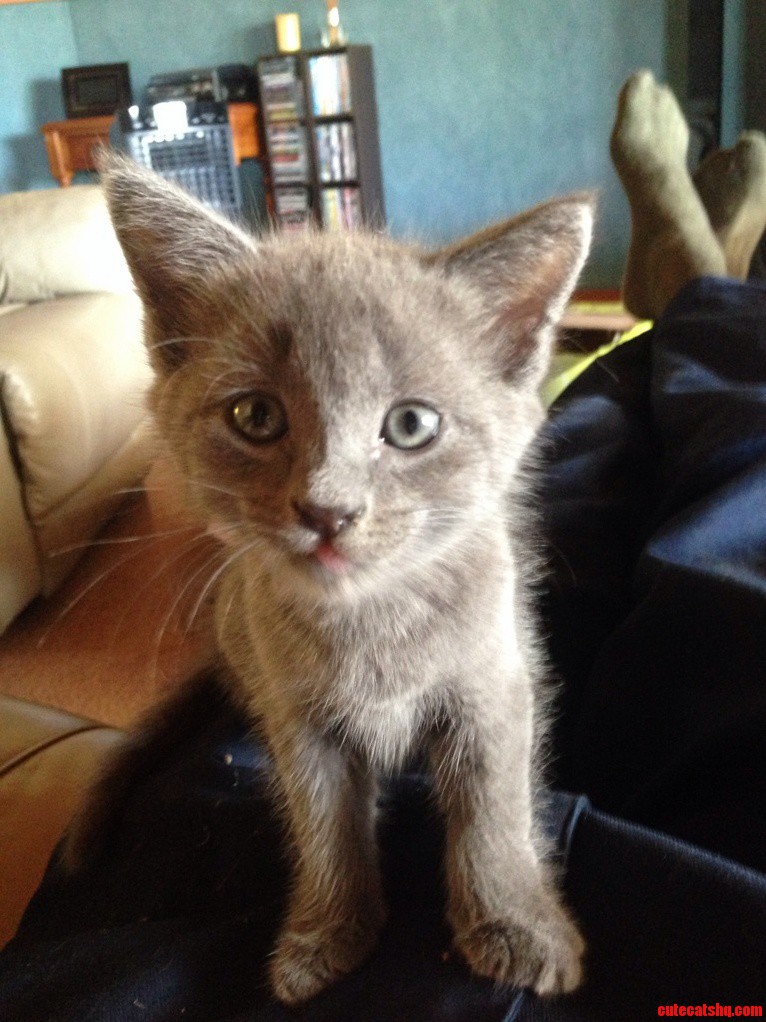 My First Cat and Post