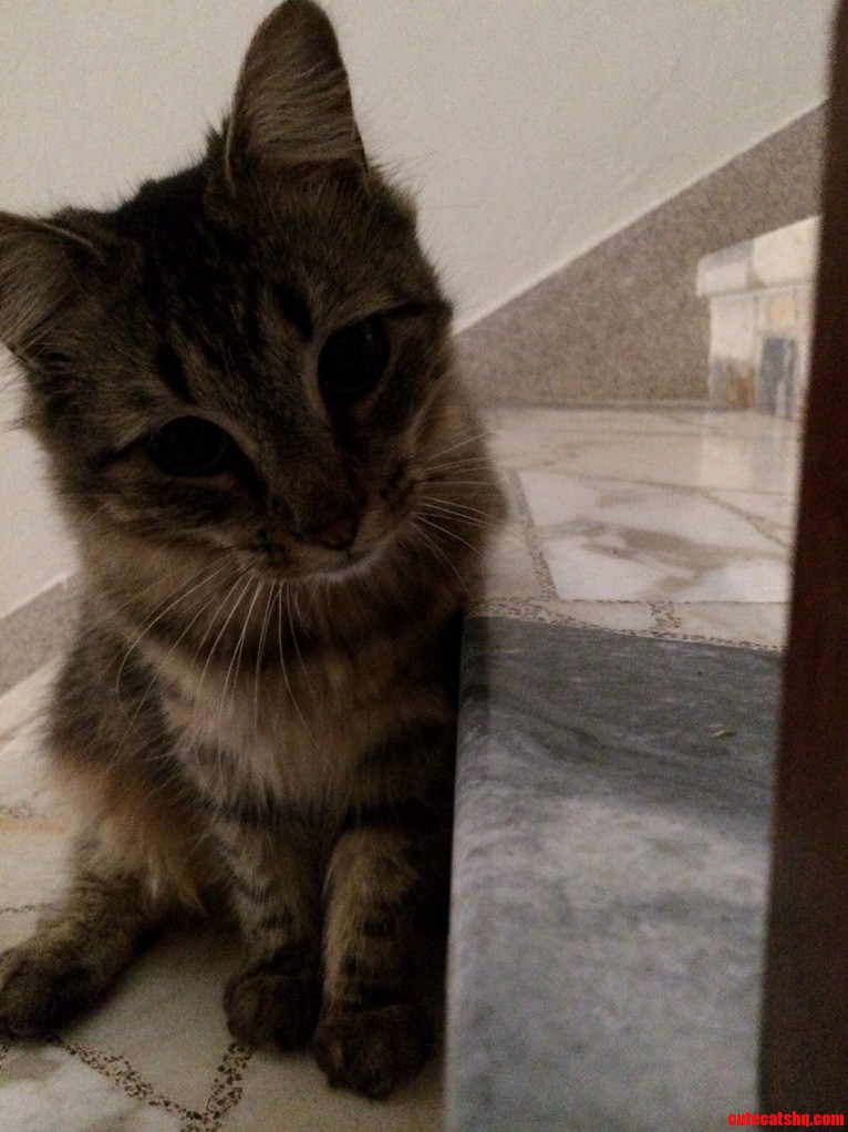 My First Pet Lucy.