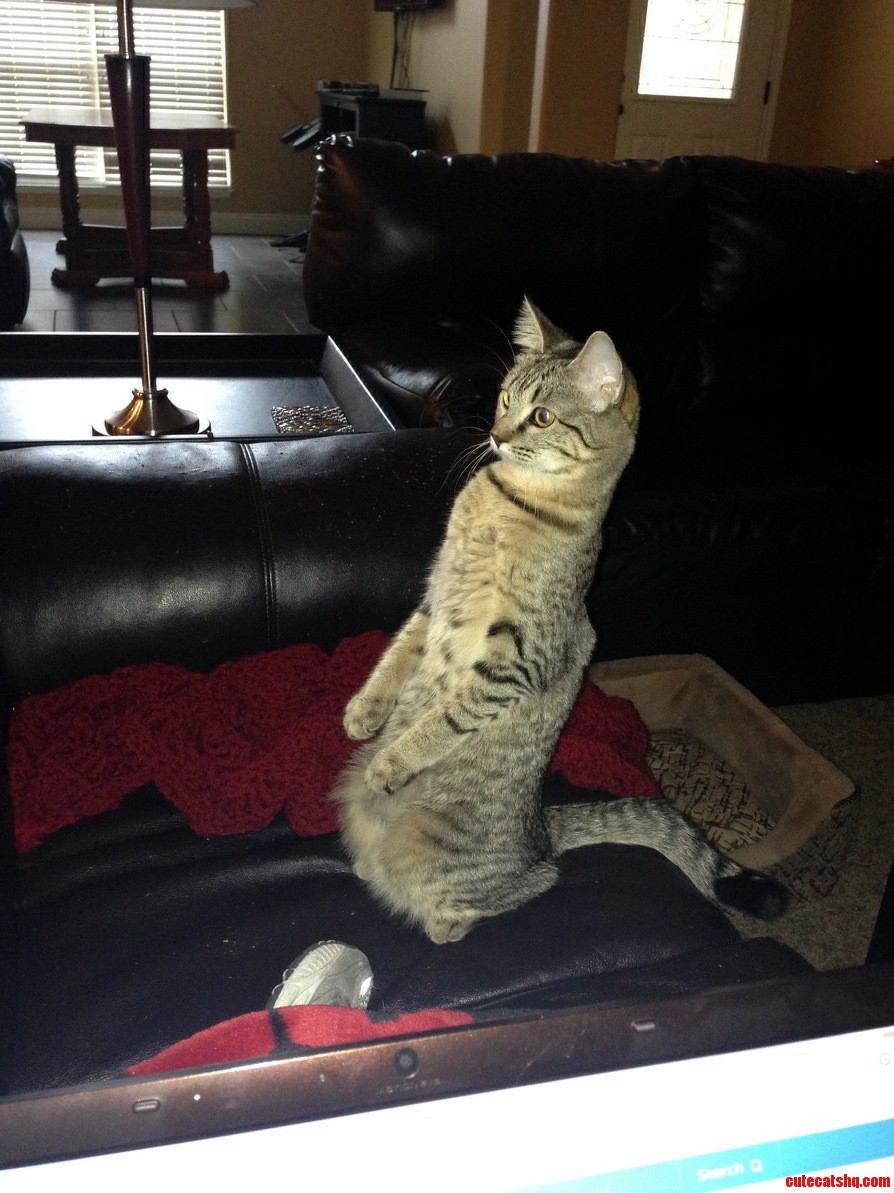 My Friend Had Workmen in Her House the Other Day. This Is Her Cats Highly Suspicious Stance.