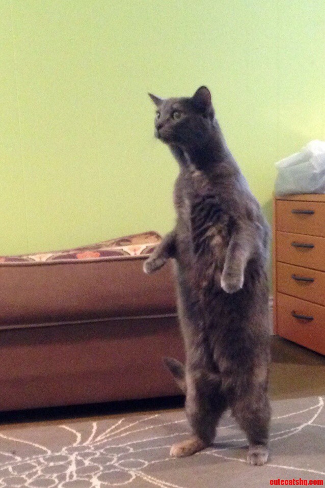 My Friends Cat Necko Keeping Her Eye on a Spider.