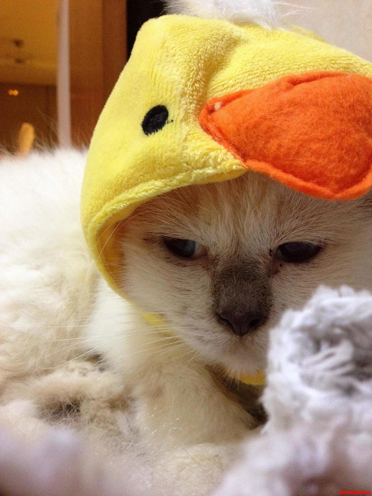 My Friends Thought It Would Be Cute to Give Me Clothes for My Cat As a Birthday Present. She Didnt Feel the Same Way.