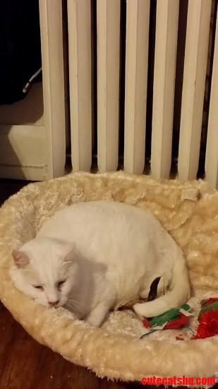 My Kitty Is Sick Heartbreaking