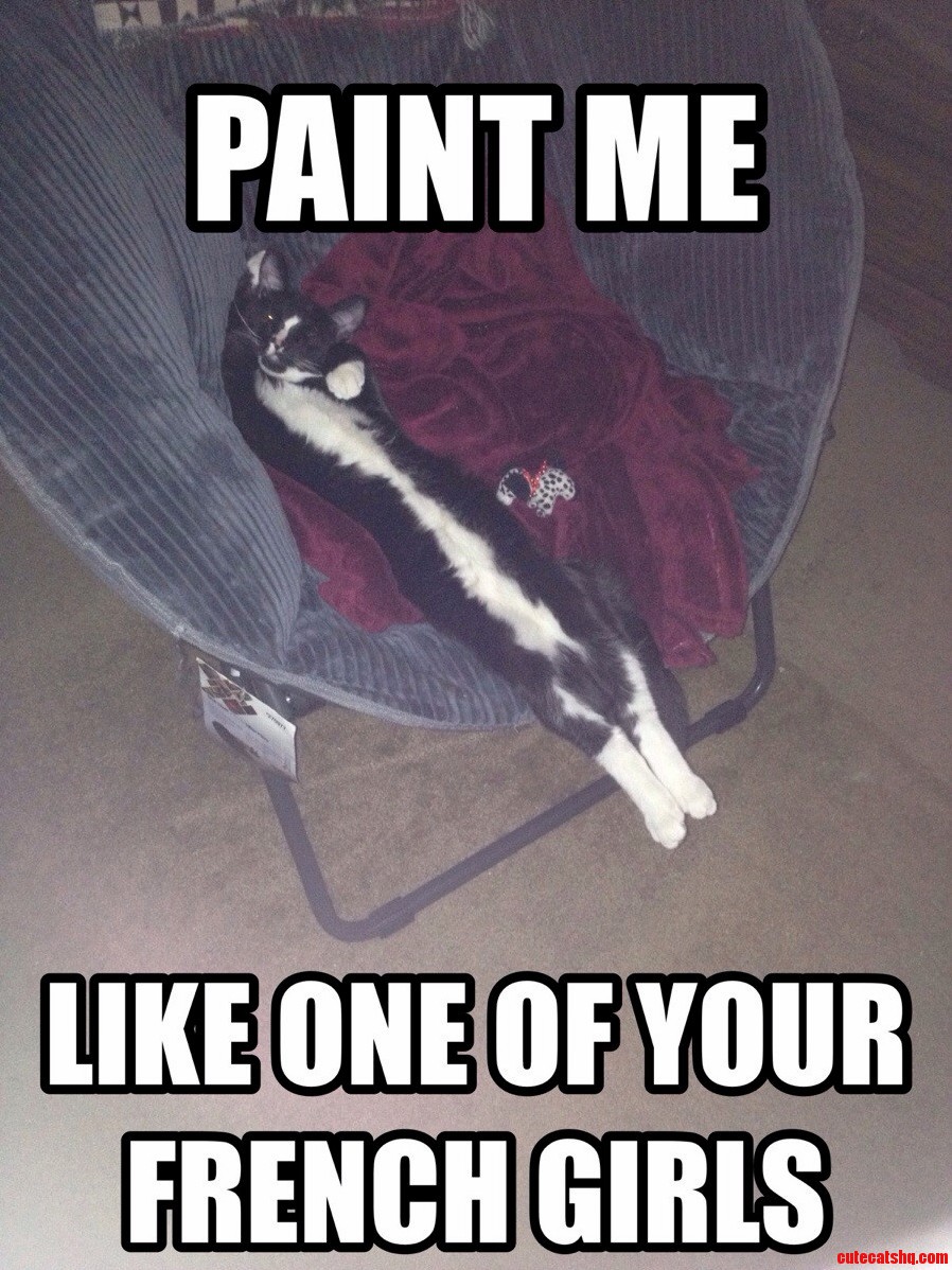 My Kitty Logan Was a Model in a Previous Life I Think