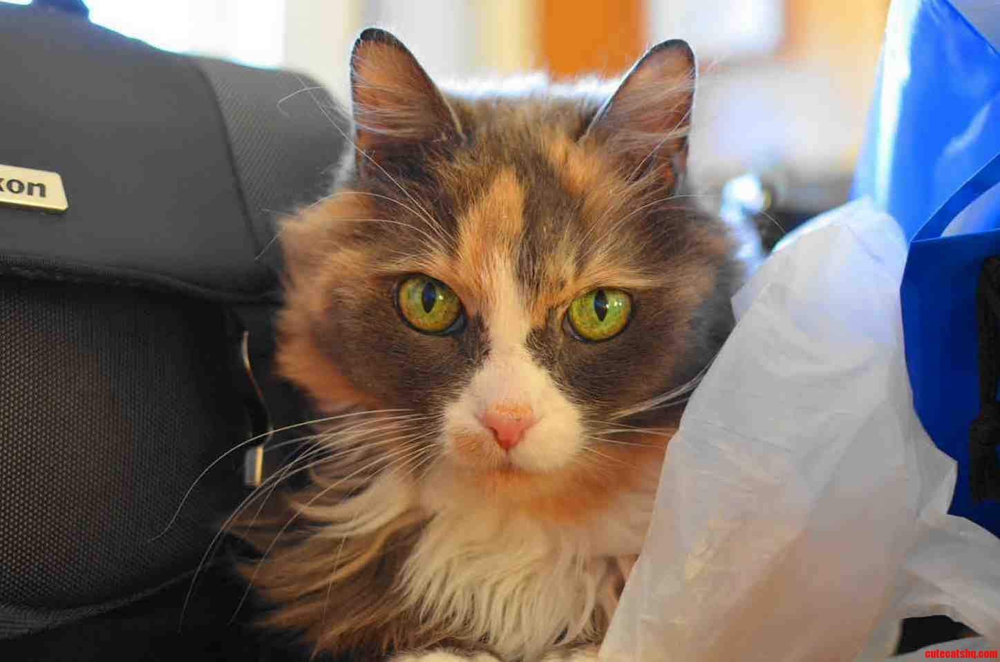 My Late Kitty Peaches and Cream.