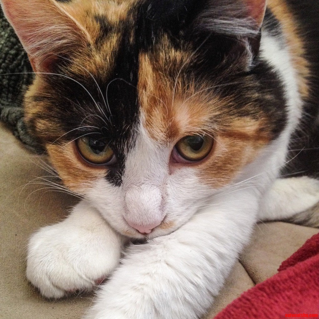 My Little Calico Cat Taco.