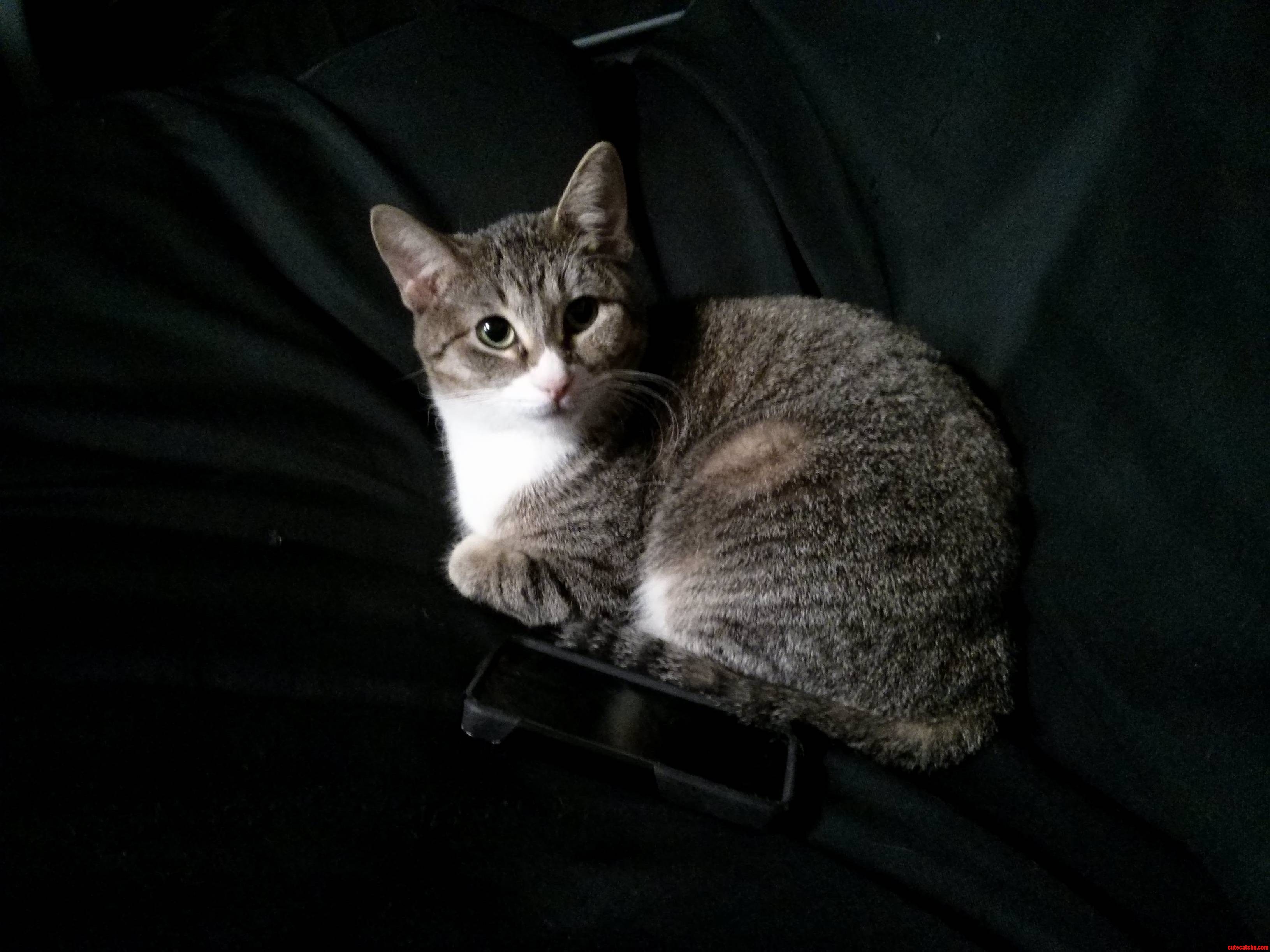 My New Kitty Elroy