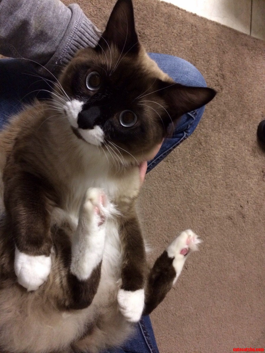 My Siamese.