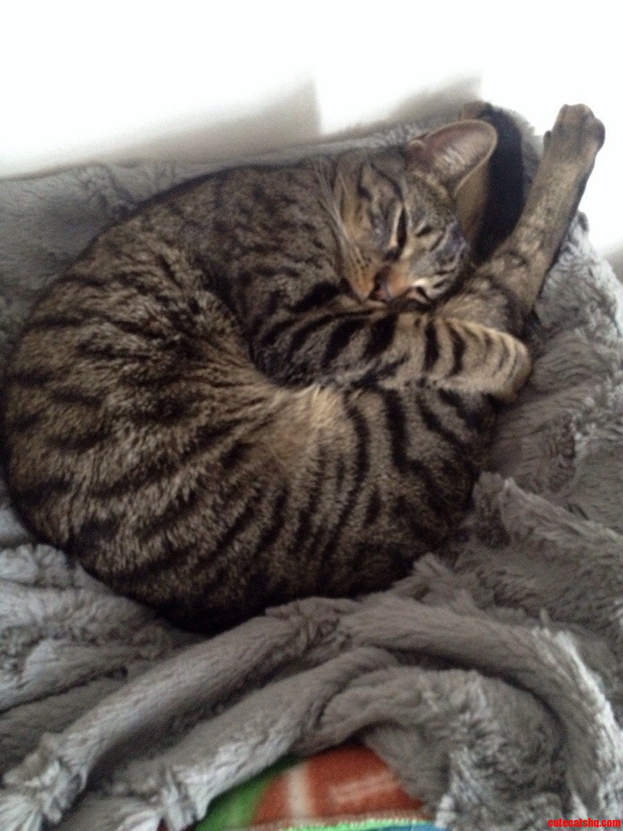 My Sisters Cat Peter. I Dont Understand How This Is Comfortable.