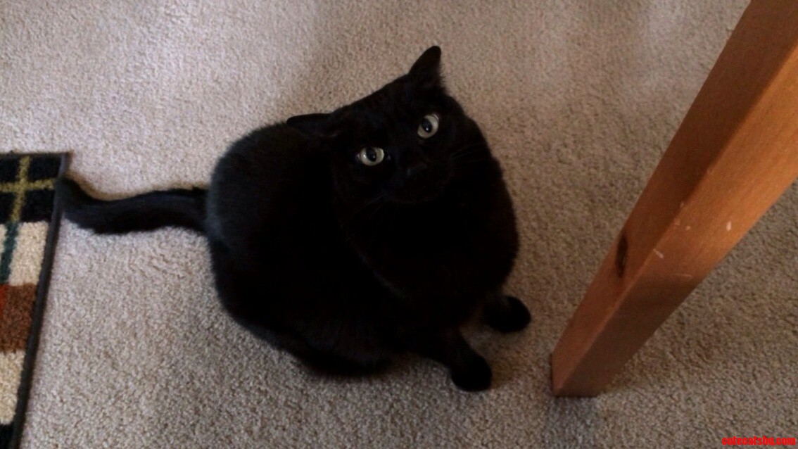 My Toothless Is Cuter Than Yours Neener Neener Neener