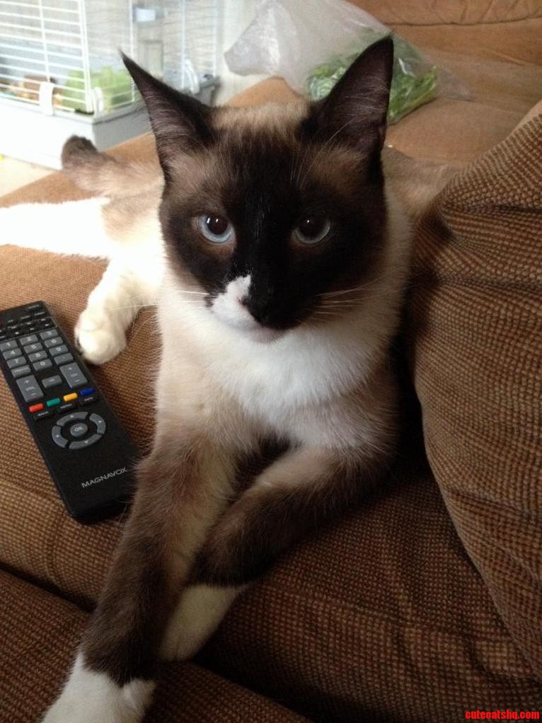 My Tv Watching Buddy