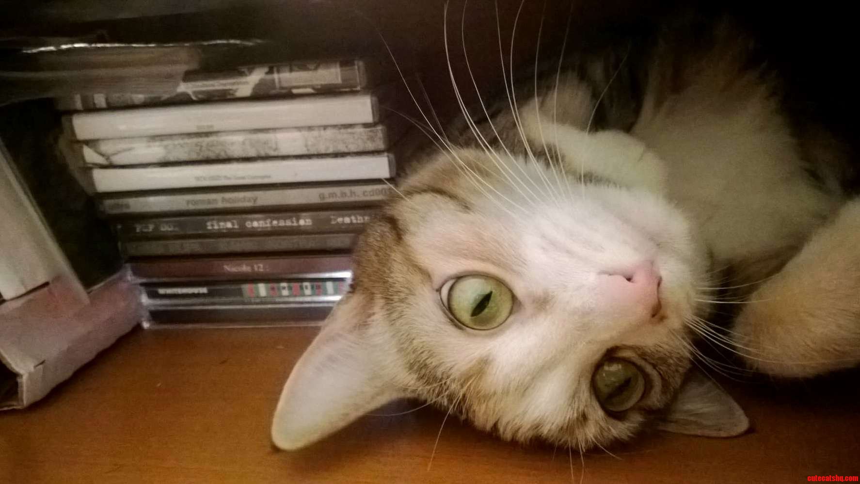 My Werewolf Kitty Part 1 Industrial Kitty