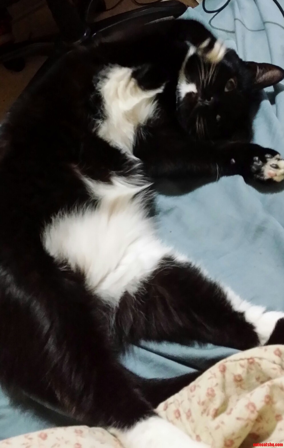 Navi the Cat