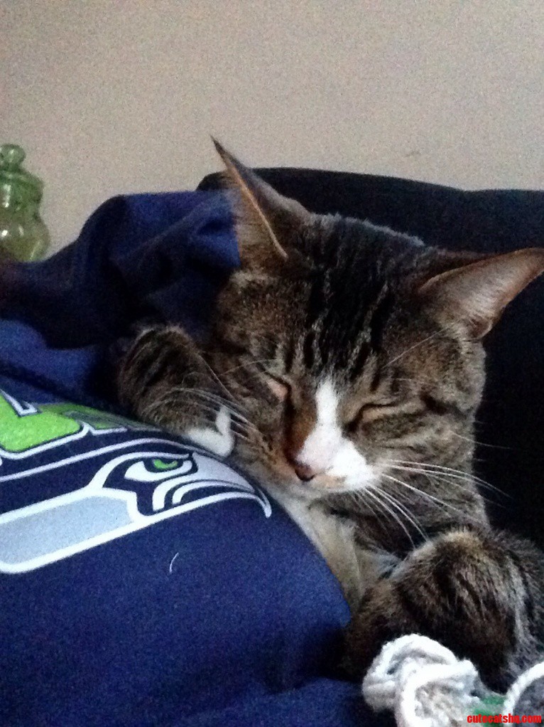New Cat Fell Asleep on Me for the First Time