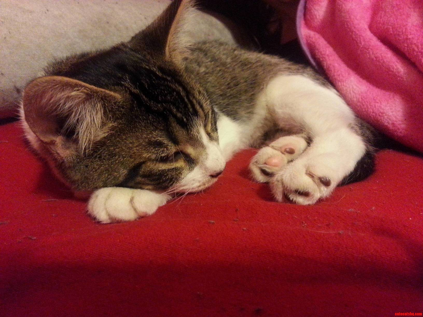 New Member of Our Family