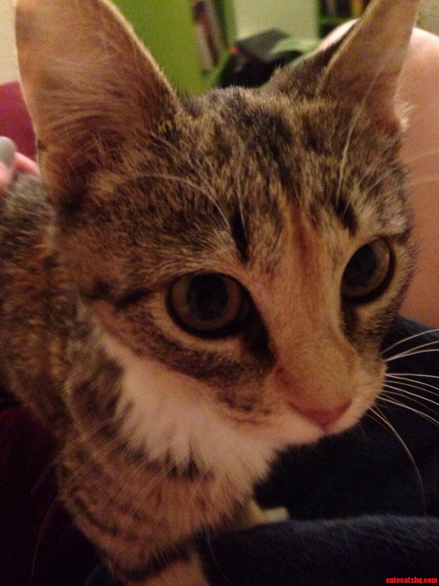 New Rescue Kitty Welcomed Into Our Home.